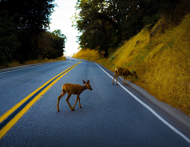 Deer on road